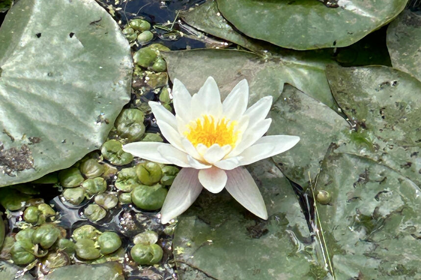 Dolgozói kirándulás Tatára – JSZTIO